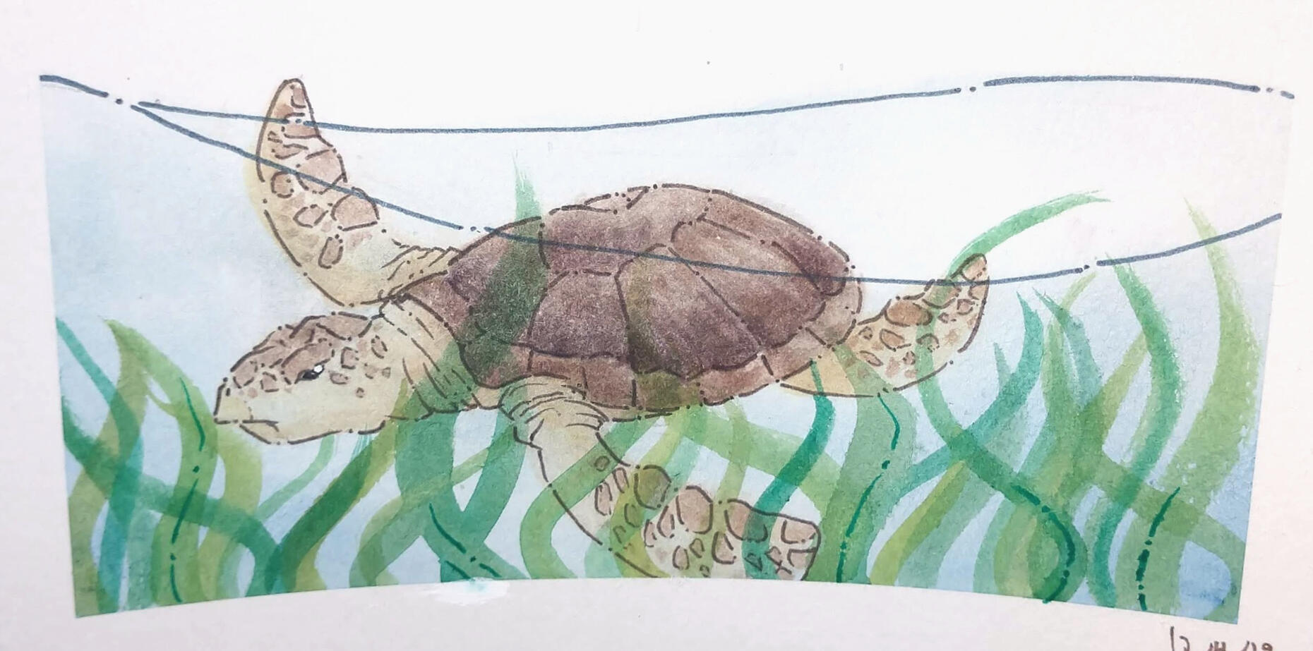 Hand-painted watercolor image of a sea turtle. He is meant to be a Florida Green Turtle, and he is underwater, swimming in a bed of seaweed.
